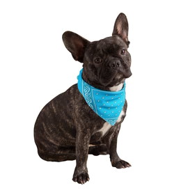 Calming Pet (Instock 11/15)