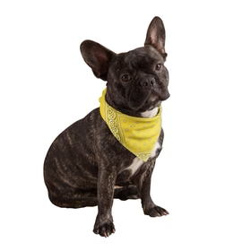 Calming Pet (Instock 11/15)