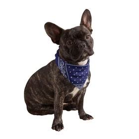 Calming Pet (Instock 11/15)