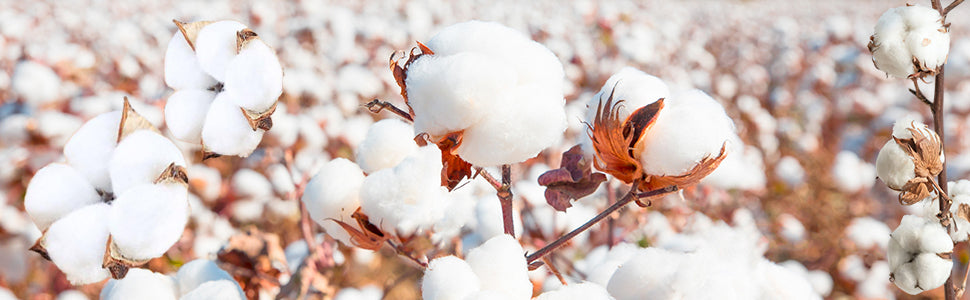 Amethyst Infused Woman's Ankle Cotton Socks