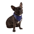 Amethyst-Infused Calming Pet Bandana